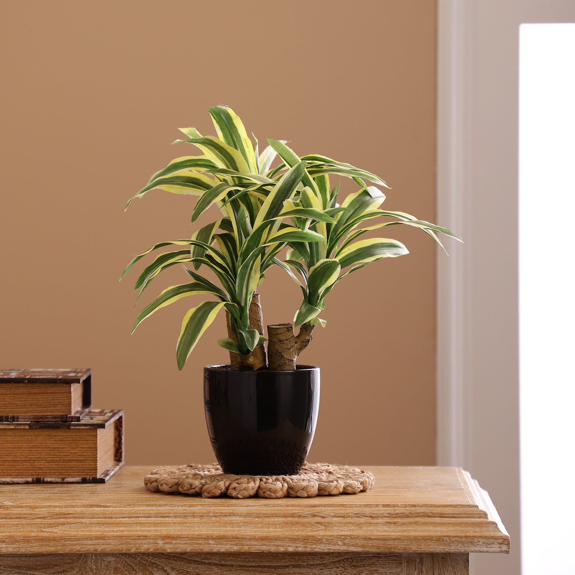 White Stripe Dracaena Bonsai Ceramic Potted Plant
