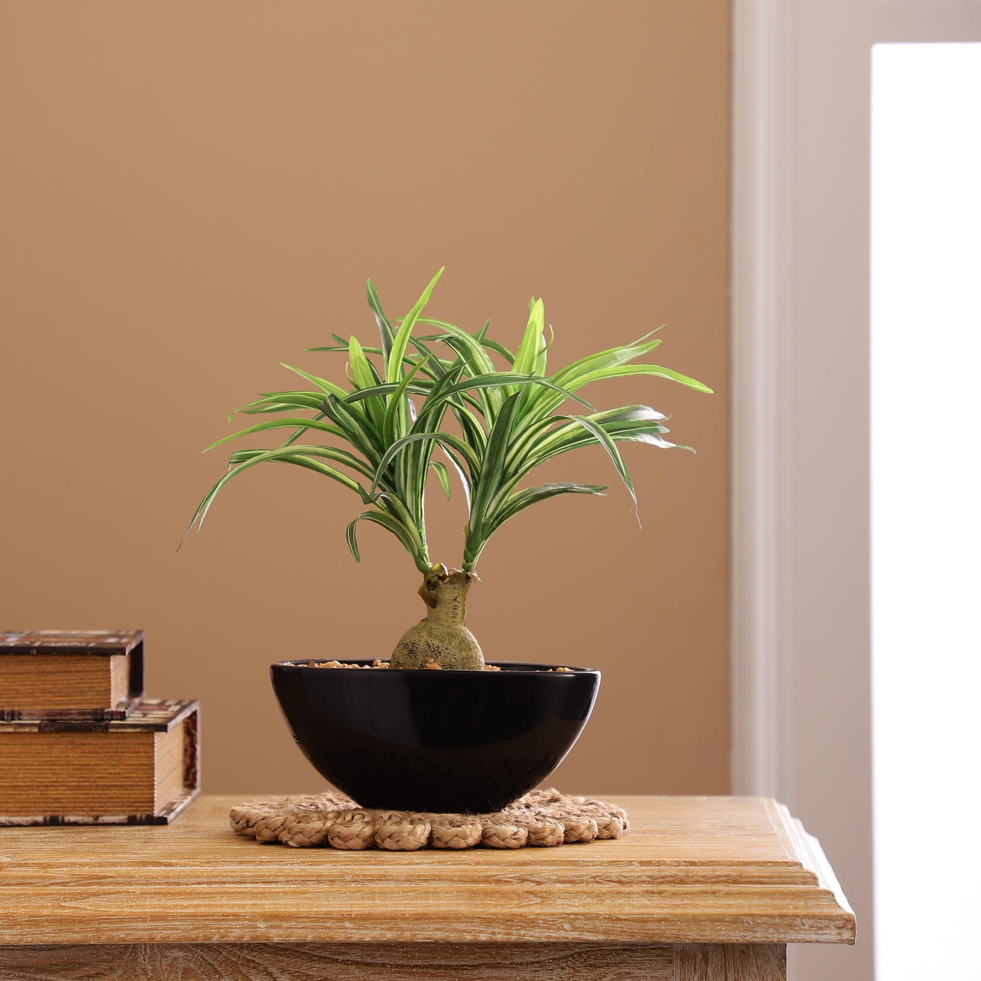 Spider Plant Bonsai Ceramic Potted Plant