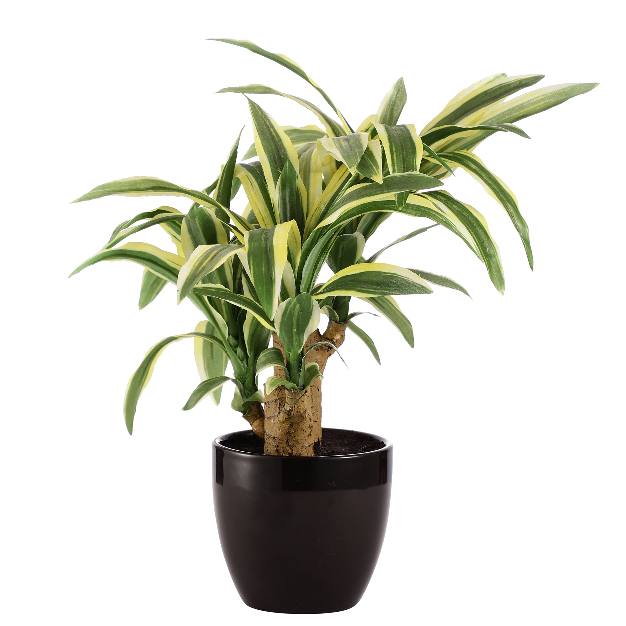 White Stripe Dracaena Bonsai Ceramic Potted Plant