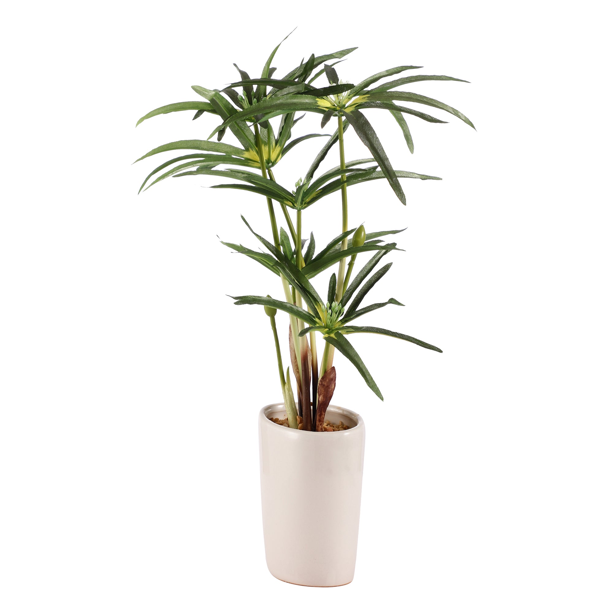 Cyperus Bonsai Ceramic Potted Plant
