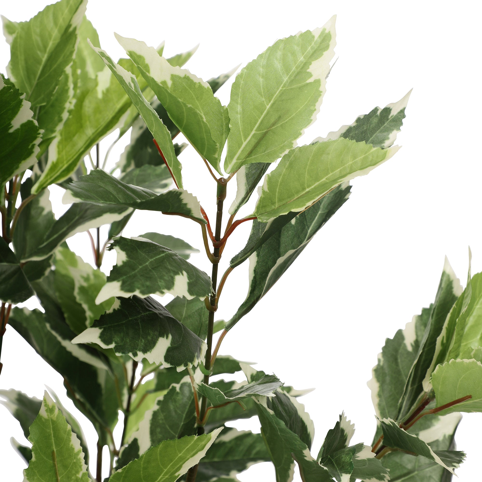 Schefflera Faux Plant (Green/White)