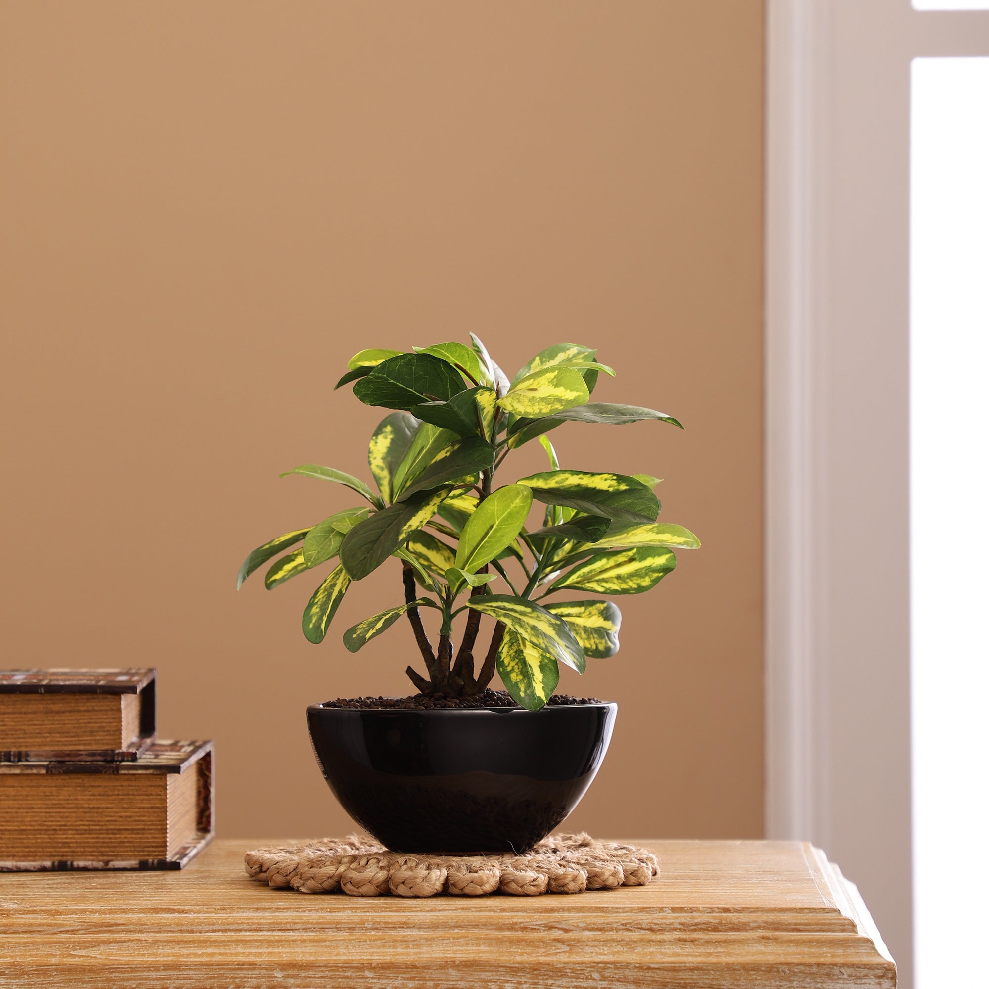 Schefflera Bonsai Ceramic Potted Plant