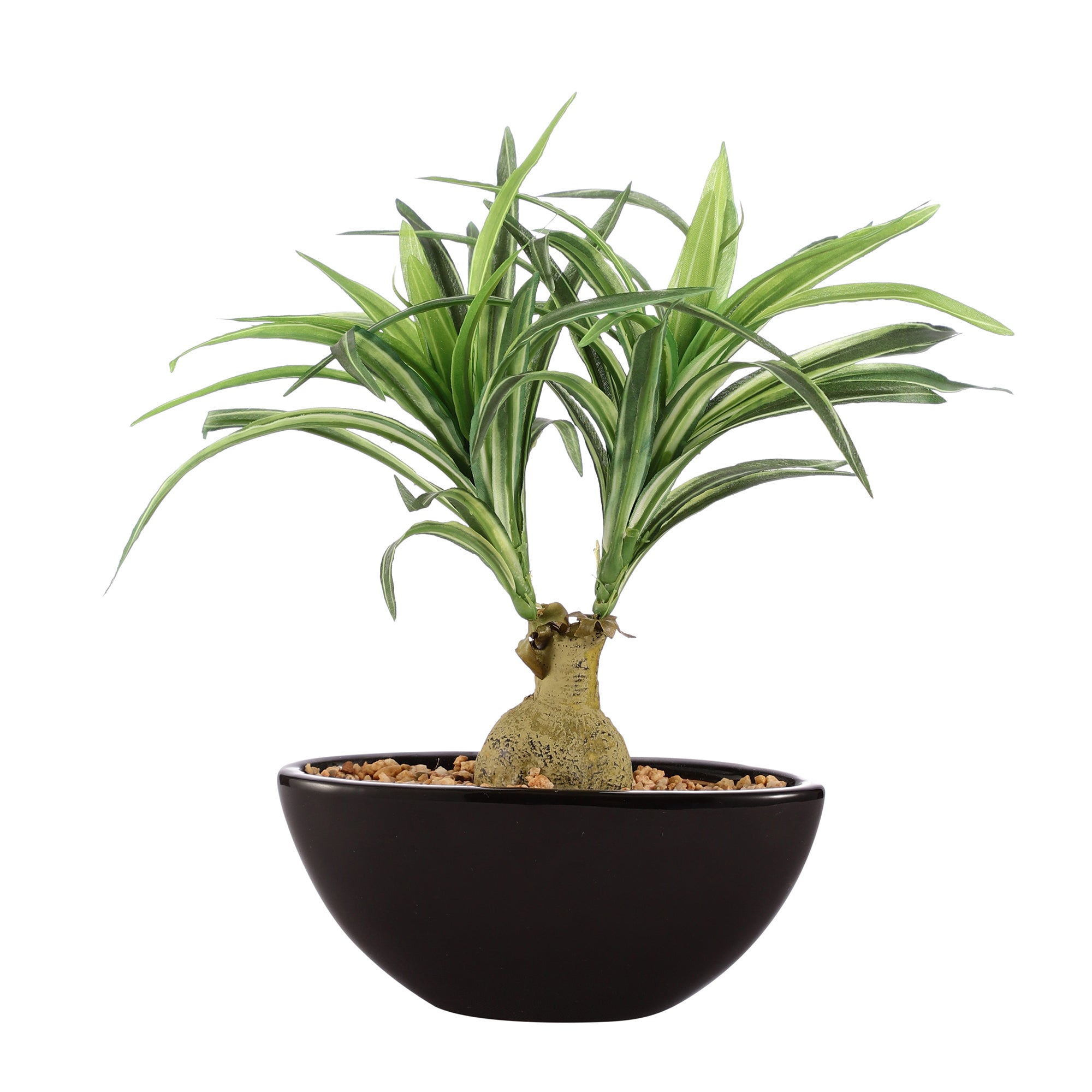 Spider Plant Bonsai Ceramic Potted Plant