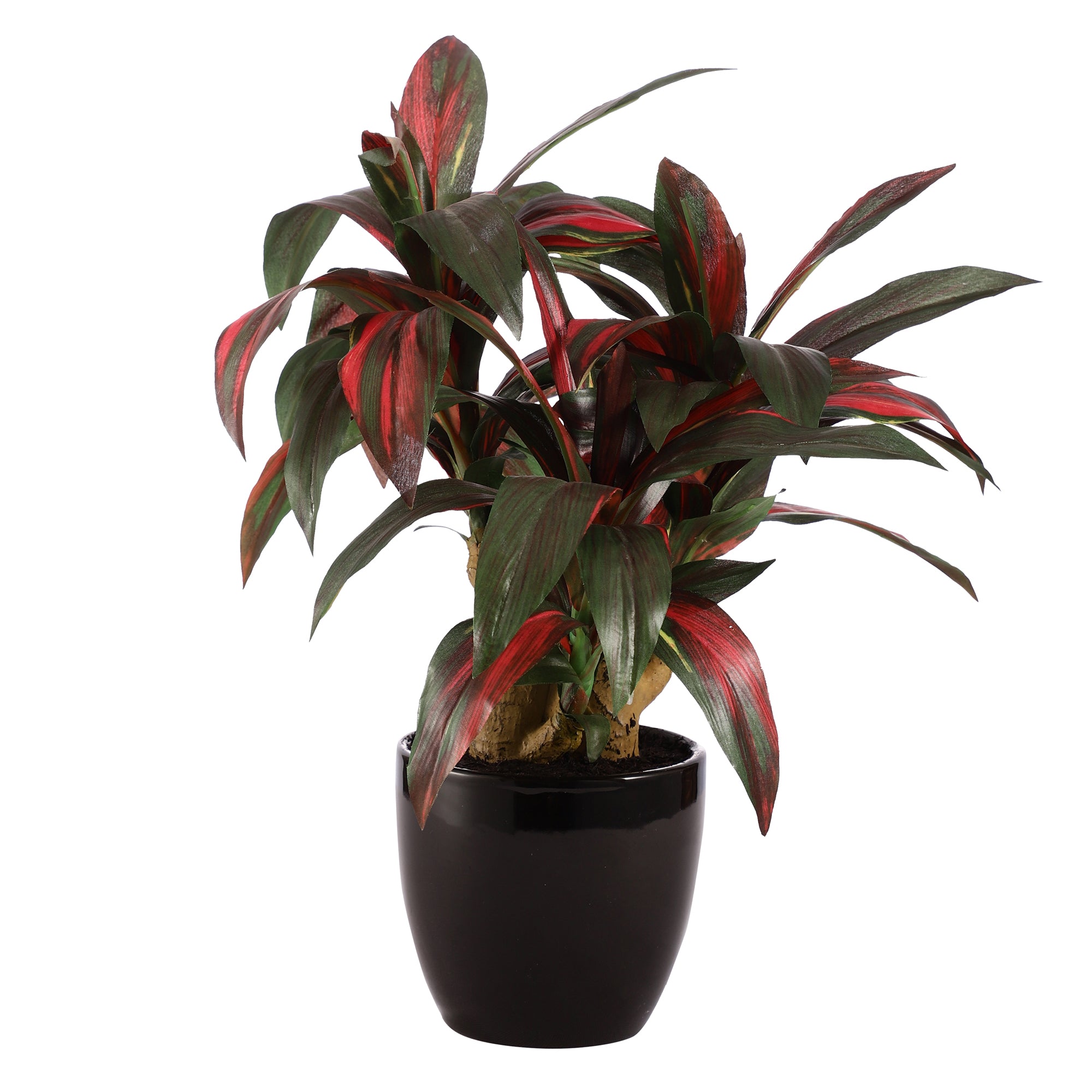 Ruby Red Dracaena Bonsai Ceramic Potted Plant