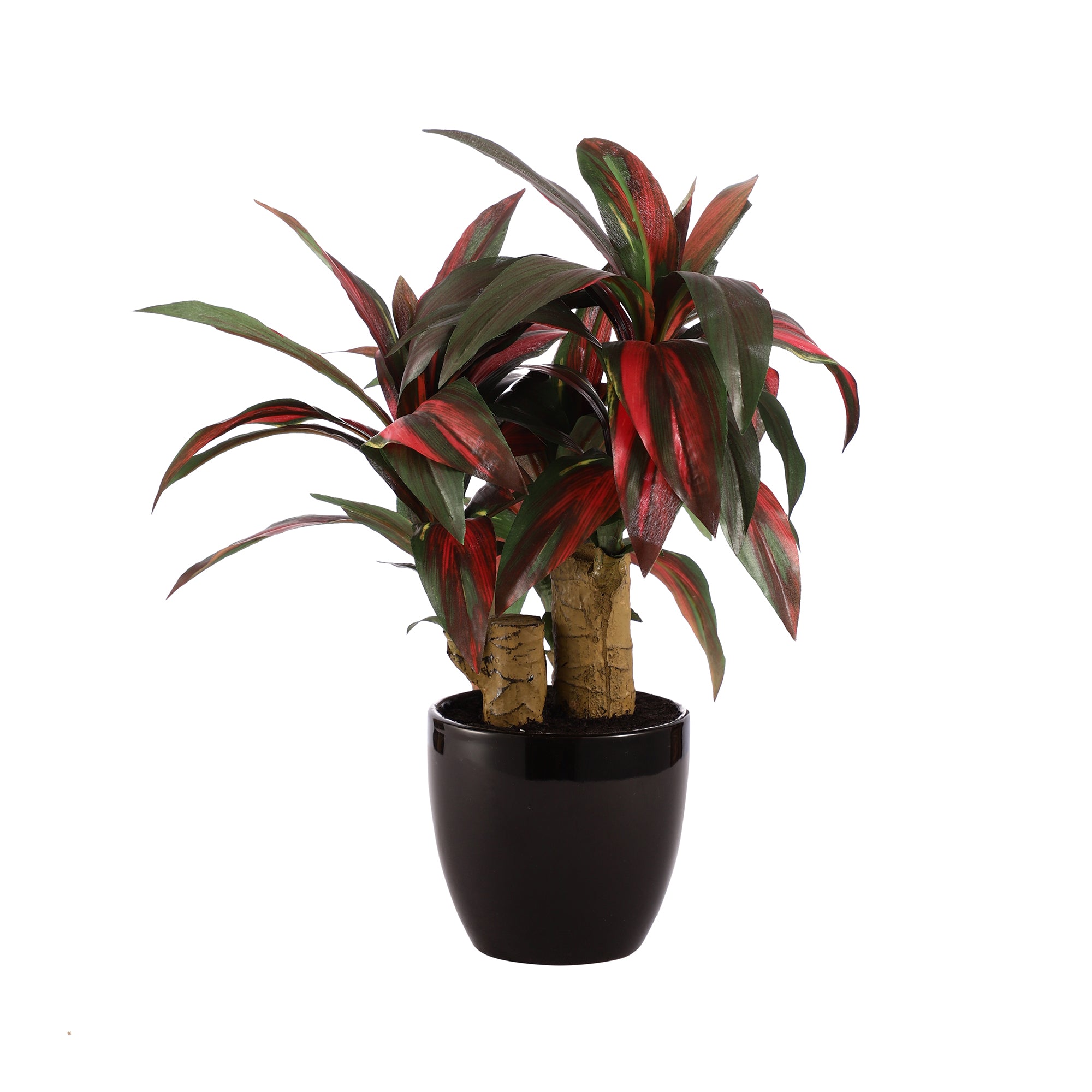 Ruby Red Dracaena Bonsai Ceramic Potted Plant